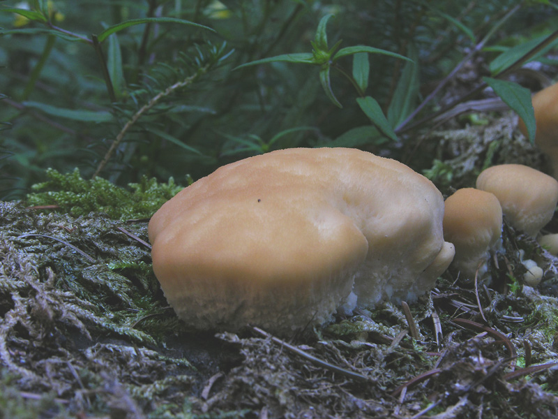 Climacocystis borealis.